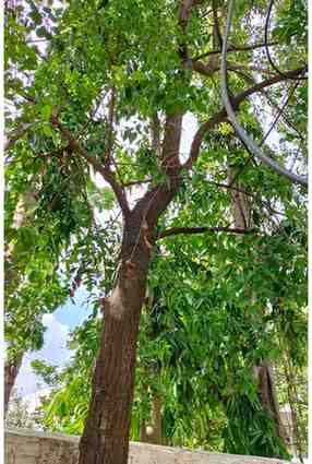 Sandalwood Tree: Complete Guide, History, Types, and Uses